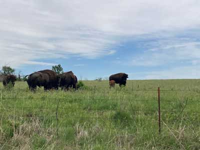 Buffalo in the Flint Hills of Kansas